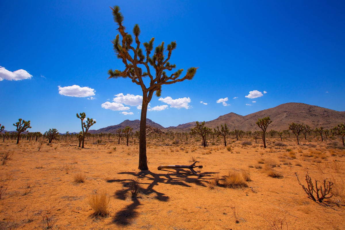 Joshua Tree Blue VIII Mural Wallpaper - pure wallpaper artwork
