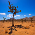 Joshua Tree Blue VIII Mural Wallpaper - pure wallpaper artwork