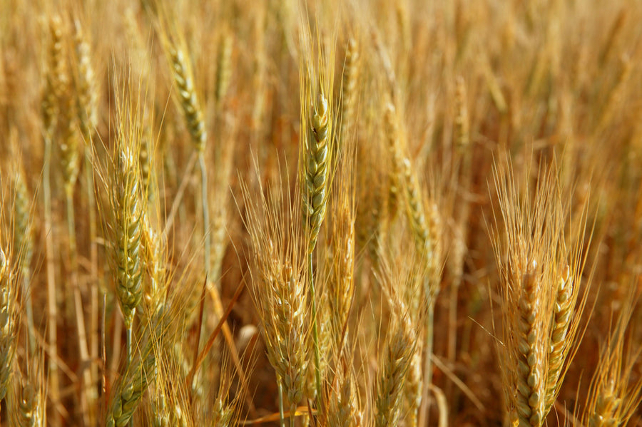 Amber Grain Mural Wallpaper