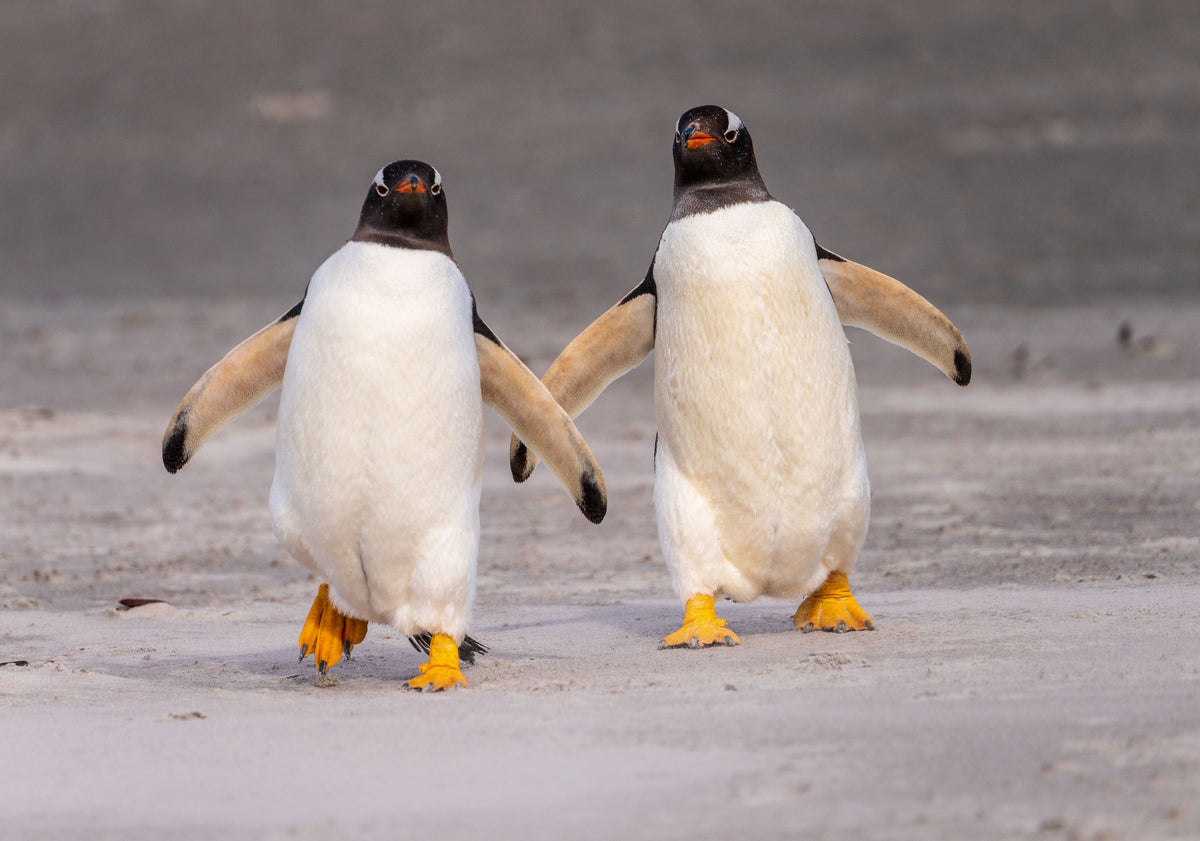 Penguin Promenade Mural Wallpaper - pure wallpaper artwork