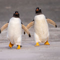 Penguin Promenade Mural Wallpaper - pure wallpaper artwork