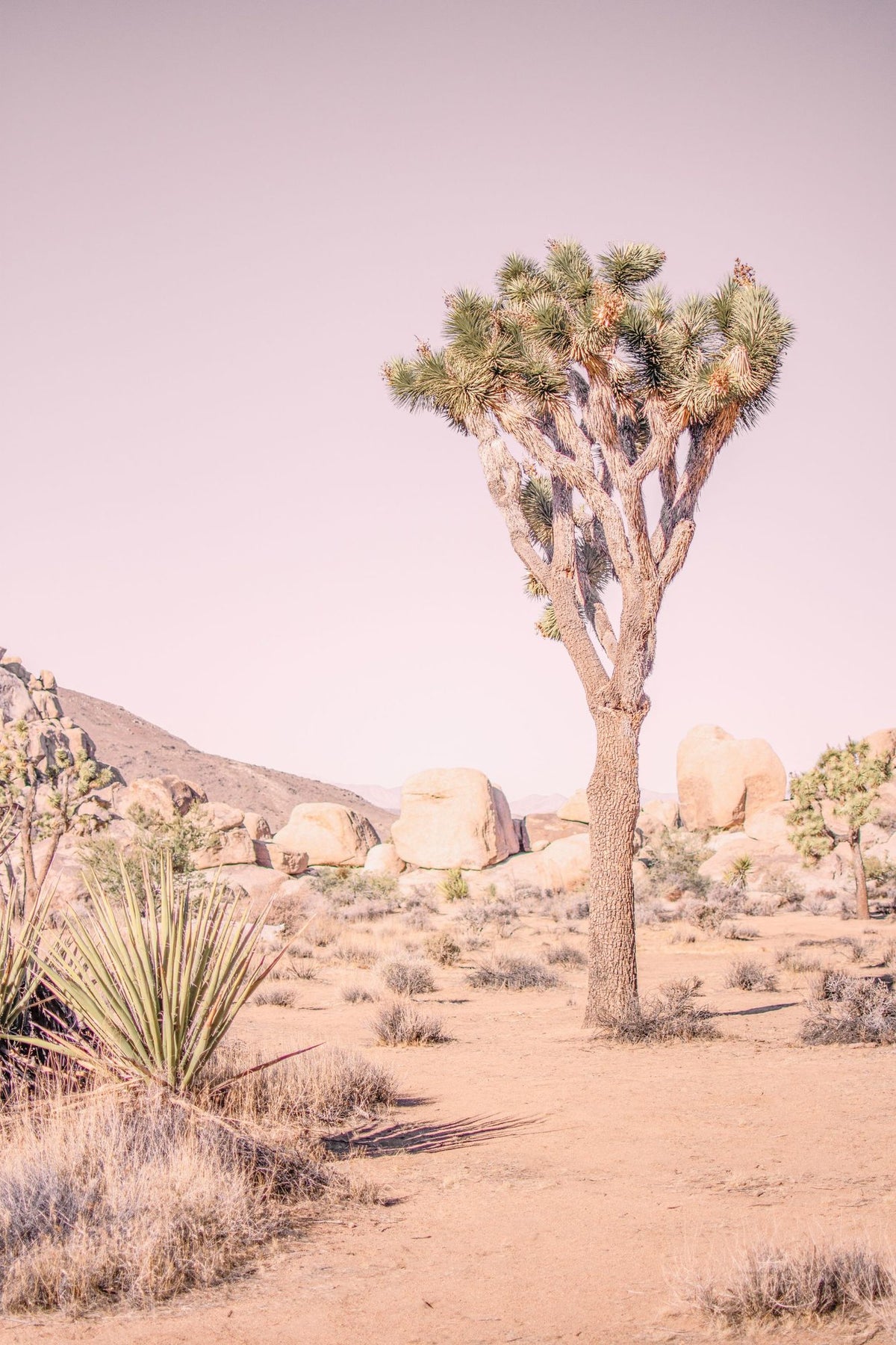 Joshua Tree Study II Mural Wallpaper - pure wallpaper artwork