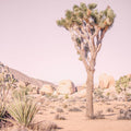 Joshua Tree Study II Mural Wallpaper - pure wallpaper artwork