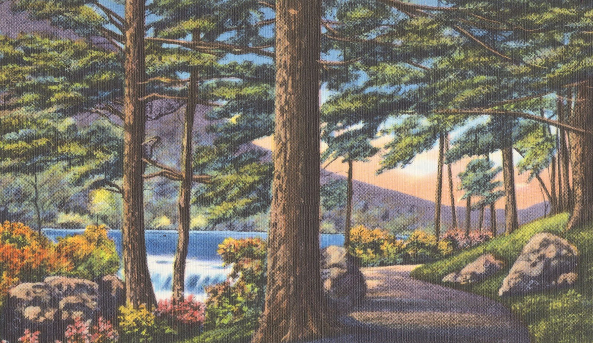 Pine Views Mural Wallpaper - pure wallpaper artwork