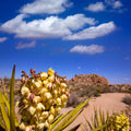 Joshua Tree Blue V Mural Wallpaper - pure wallpaper artwork