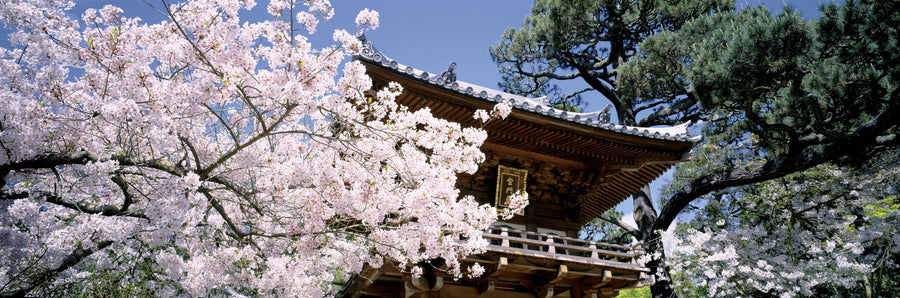 Kyoto Blossom Mural Wallpaper