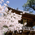 Kyoto Blossom Mural Wallpaper - pure wallpaper artwork