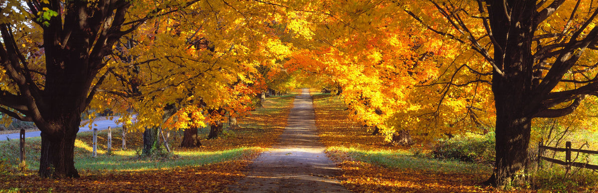 Golden Canopy Trail Mural Wallpaper - pure wallpaper artwork