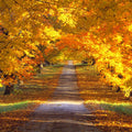 Golden Canopy Trail Mural Wallpaper - pure wallpaper artwork