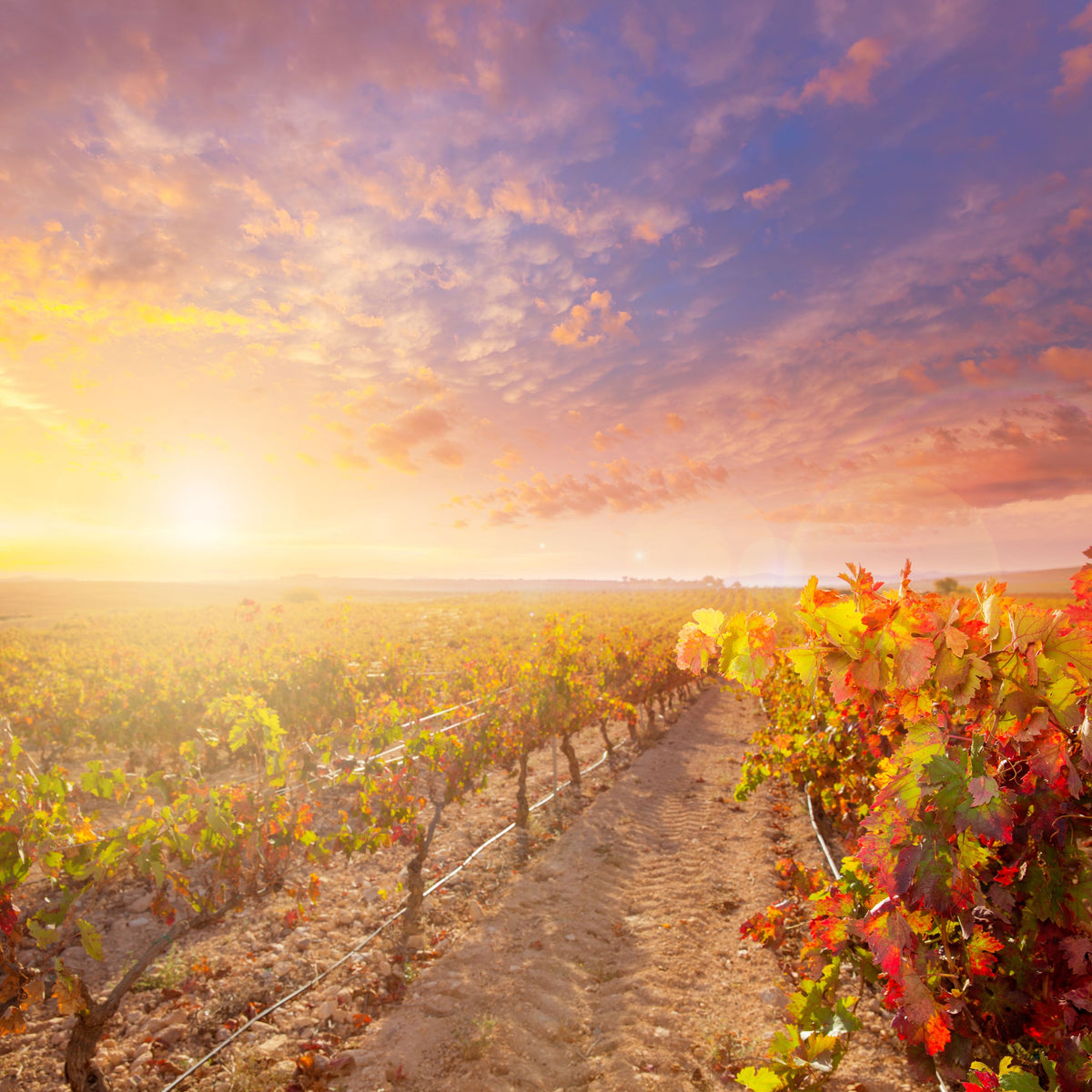 Spanish Vineyard Mural Wallpaper - pure wallpaper artwork