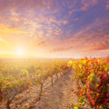 Spanish Vineyard Mural Wallpaper - pure wallpaper artwork
