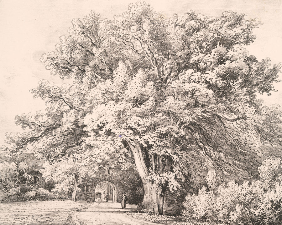 A Lime Tree Mural Wallpaper