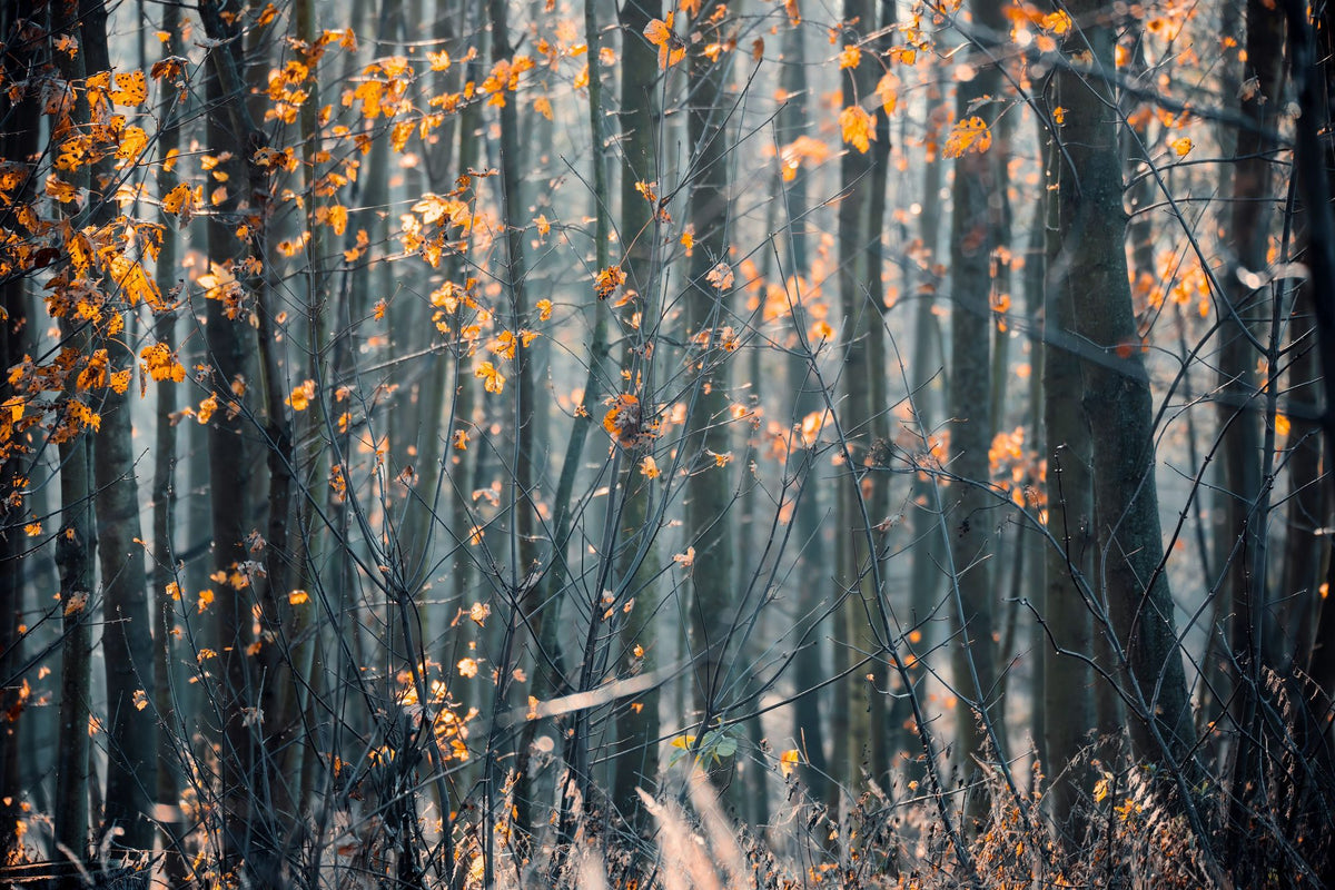 Magic Forest Buzz Mural Wallpaper - pure wallpaper artwork