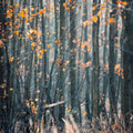 Magic Forest Buzz Mural Wallpaper - pure wallpaper artwork