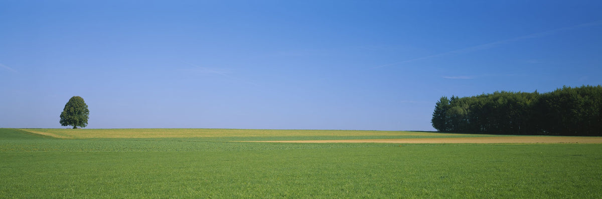Serene Meadow Vista Mural Wallpaper - pure wallpaper artwork