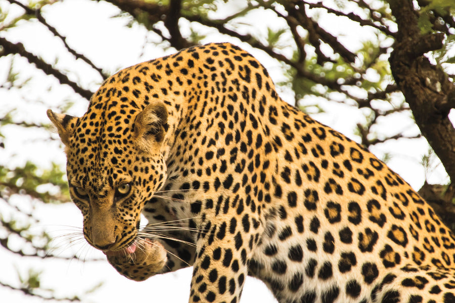 Leopard After Lunch Mural Wallpaper