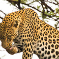 Leopard After Lunch Mural Wallpaper - pure wallpaper artwork