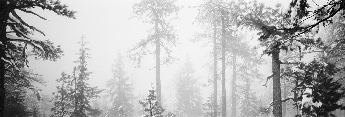 Trees in the Mist Mural Wallpaper - pure wallpaper artwork