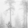 Trees in the Mist Mural Wallpaper - pure wallpaper artwork