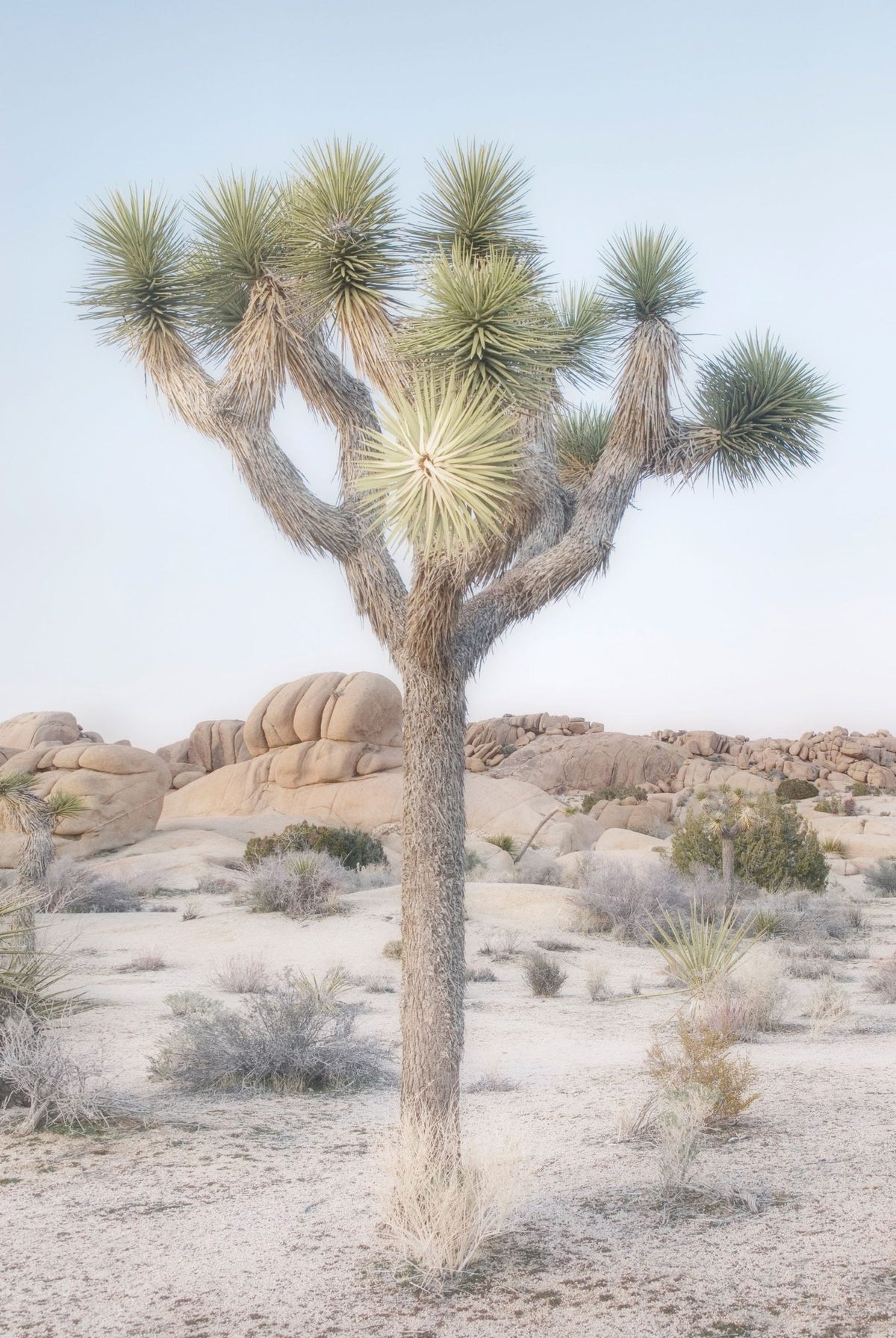 Joshua Tree Study I Mural Wallpaper - pure wallpaper artwork