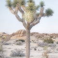 Joshua Tree Study I Mural Wallpaper - pure wallpaper artwork
