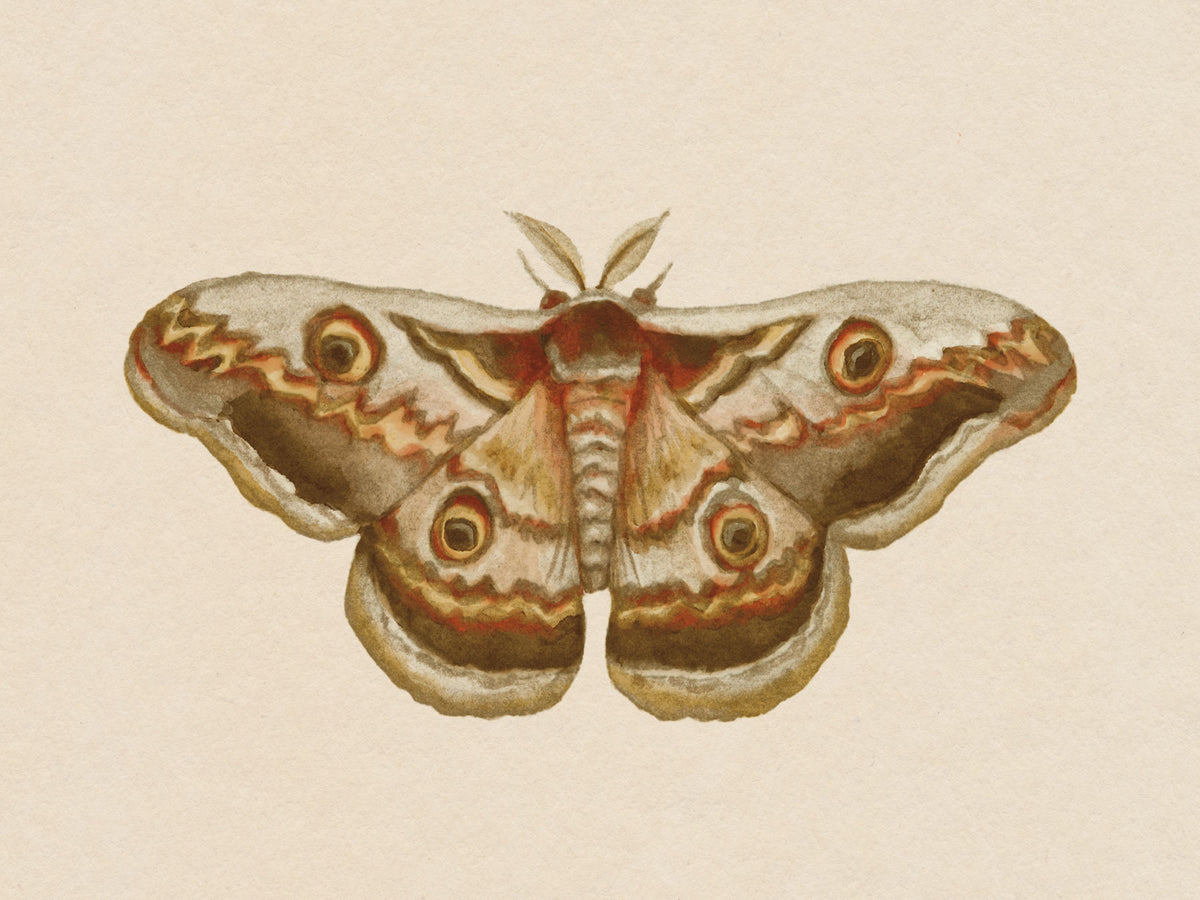 Spooky Halloween Moth II Mural Wallpaper - pure wallpaper artwork