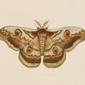 Spooky Halloween Moth II Mural Wallpaper - pure wallpaper artwork