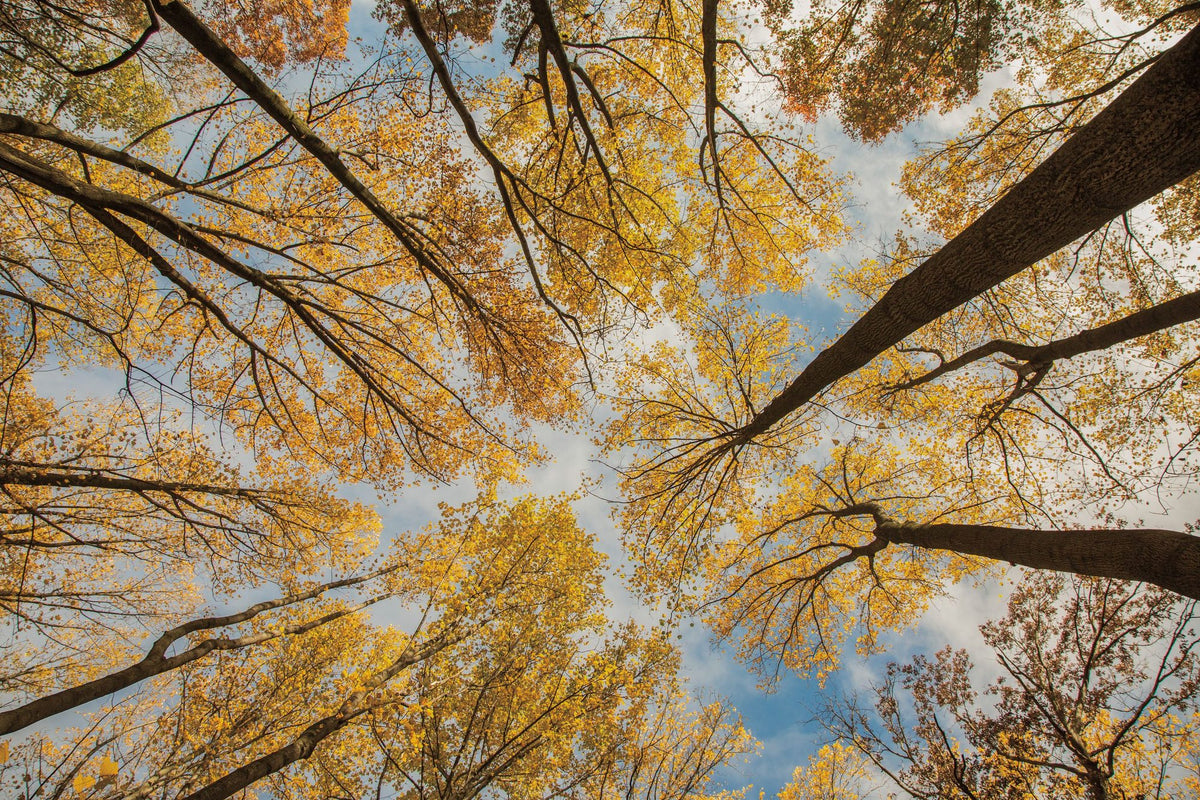 Towering Trees III Mural Wallpaper - pure wallpaper artwork