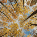 Towering Trees III Mural Wallpaper - pure wallpaper artwork
