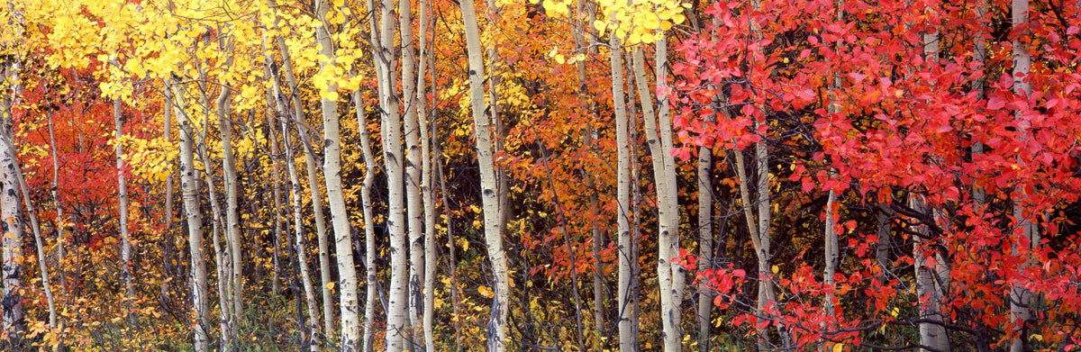 Autumn Aspen Grove Mural Wallpaper - pure wallpaper artwork