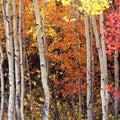 Autumn Aspen Grove Mural Wallpaper - pure wallpaper artwork