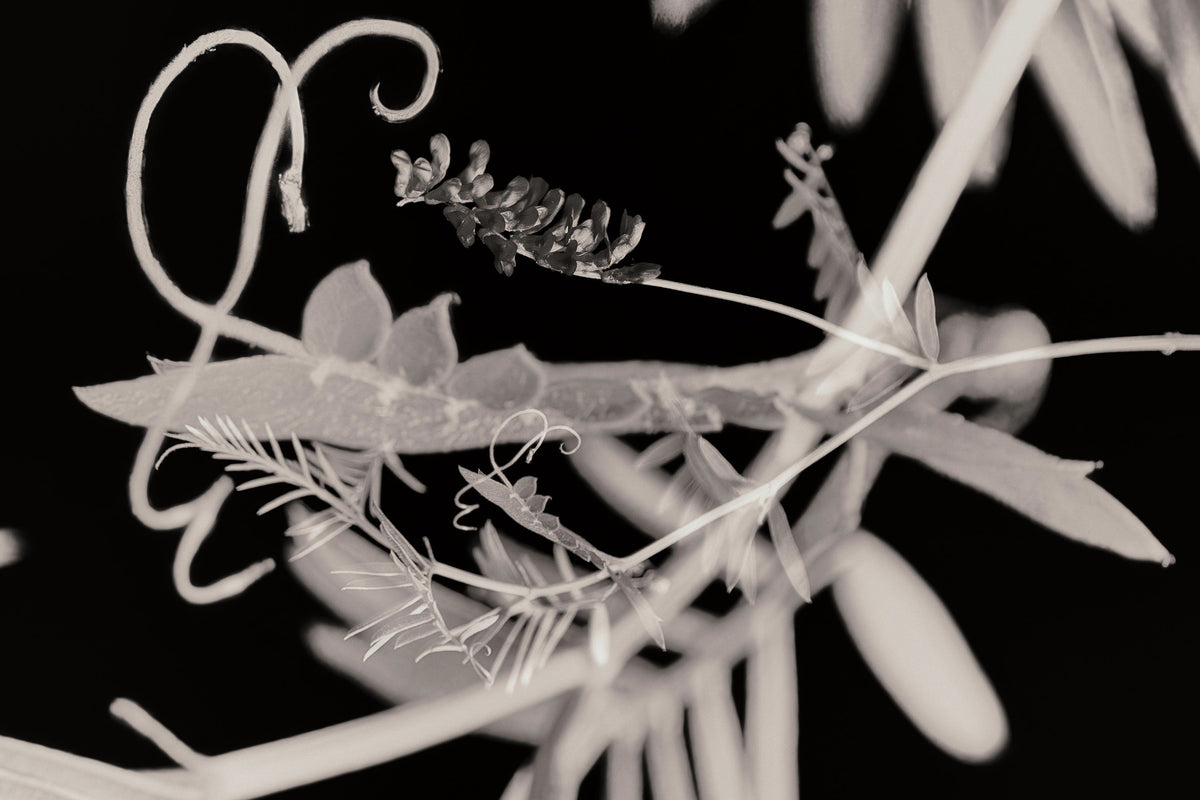 Flower Dreams BW II Mural Wallpaper - pure wallpaper artwork