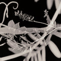 Flower Dreams BW II Mural Wallpaper - pure wallpaper artwork