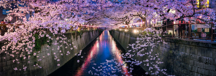 Nakameguro Cherry Blossom Mural Wallpaper