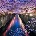 Nakameguro Cherry Blossom Mural Wallpaper - pure wallpaper artwork