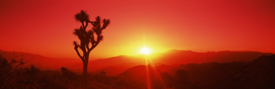 Desert Flame Joshua Tree Mural Wallpaper