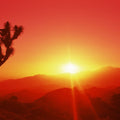 Desert Flame Joshua Tree Mural Wallpaper - pure wallpaper artwork