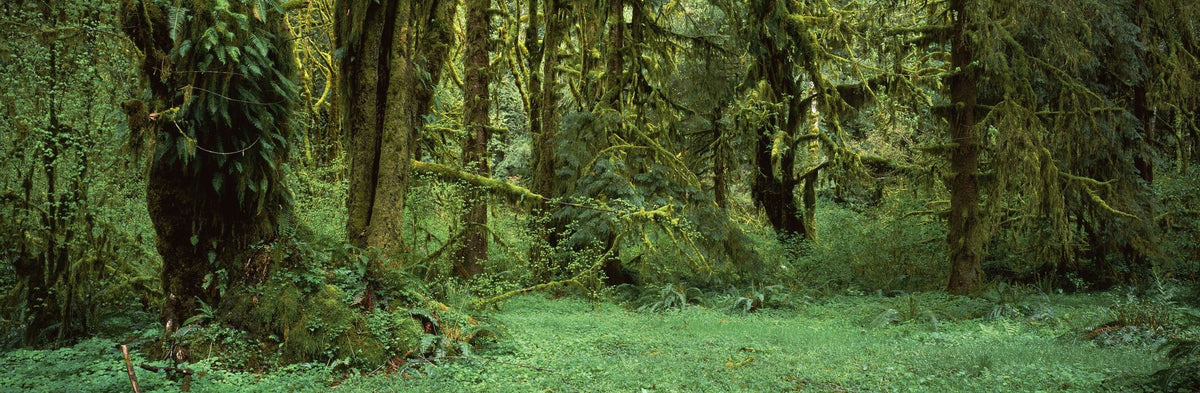 Hoh Rain Forest, Washington State Mural Wallpaper - pure wallpaper artwork
