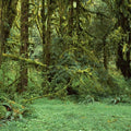 Hoh Rain Forest, Washington State Mural Wallpaper - pure wallpaper artwork