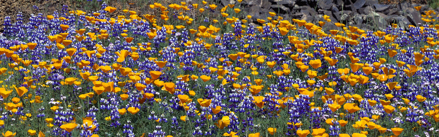 Poppy and Lupine Meadow Mural Wallpaper