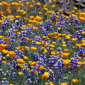 Poppy and Lupine Meadow Mural Wallpaper - pure wallpaper artwork