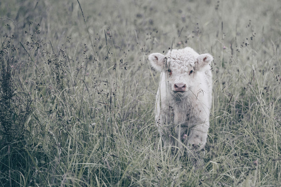 Meadow Calf Mural Wallpaper