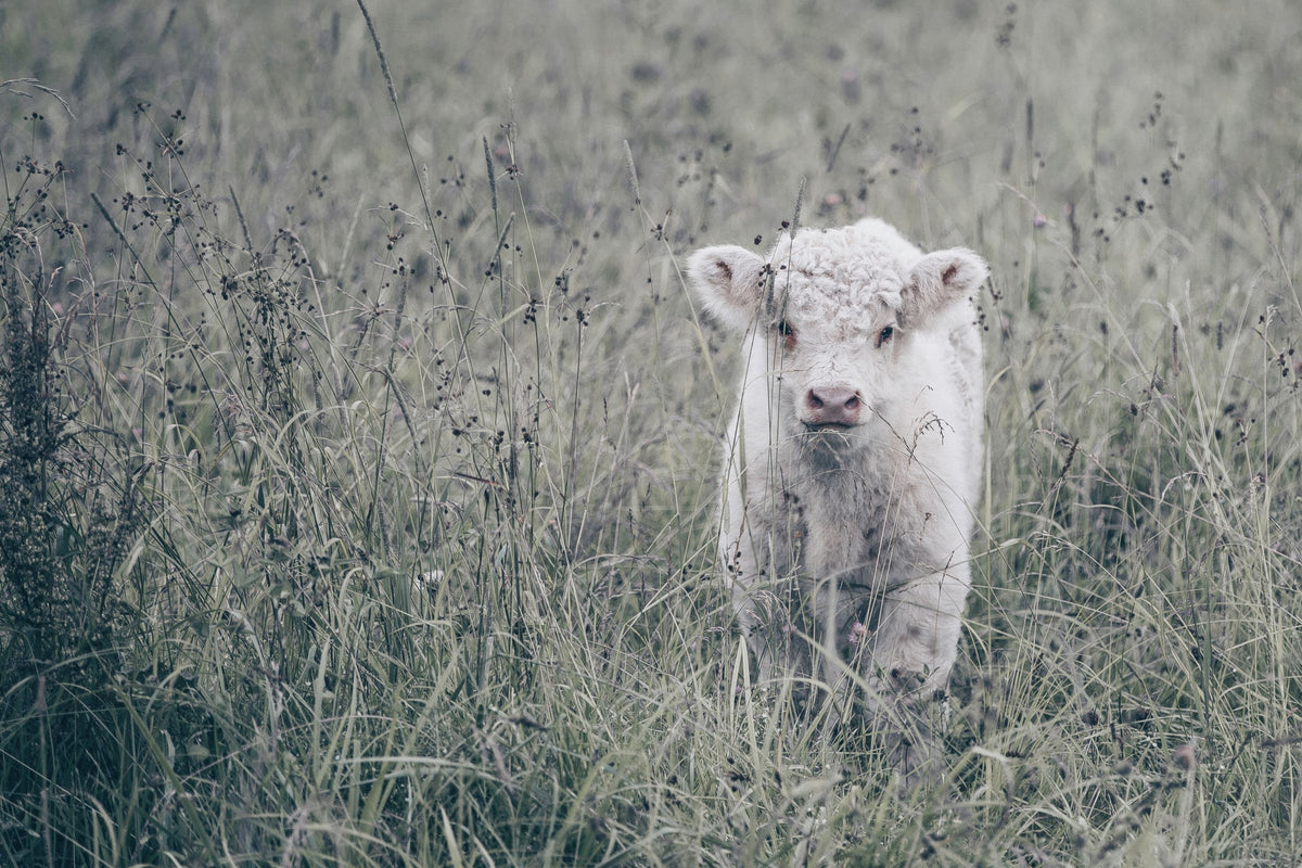 Meadow Calf Mural Wallpaper - pure wallpaper artwork