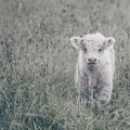 Meadow Calf Mural Wallpaper - pure wallpaper artwork
