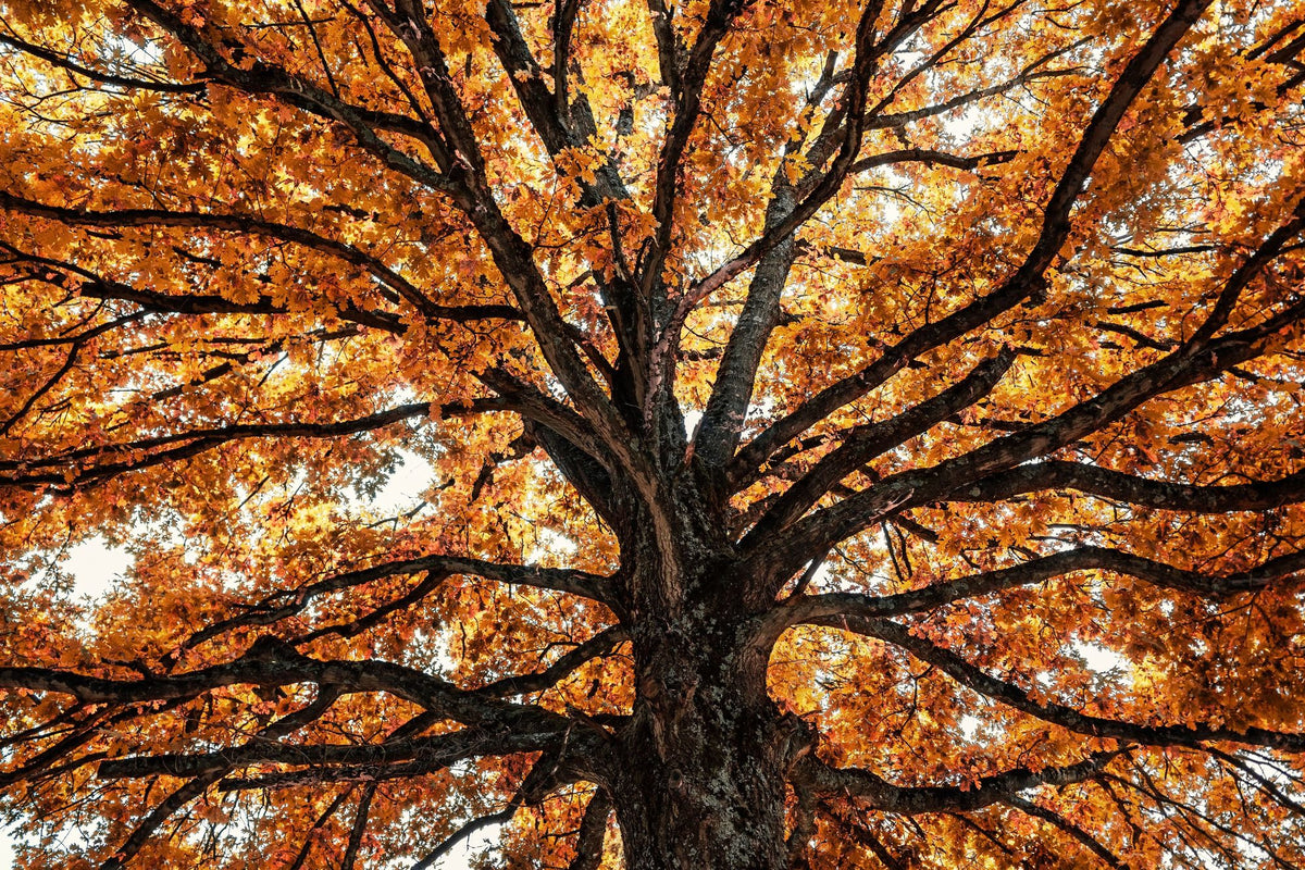 Fall Crown Mural Wallpaper - pure wallpaper artwork