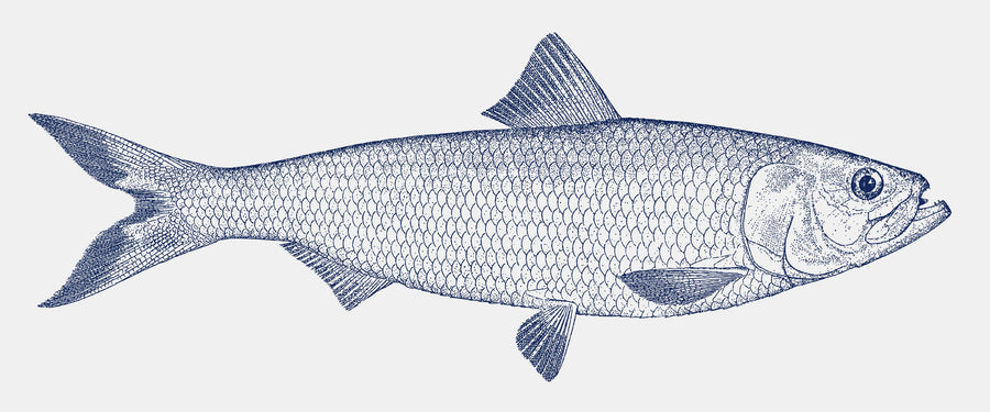 Skipjack Herring Mural Wallpaper