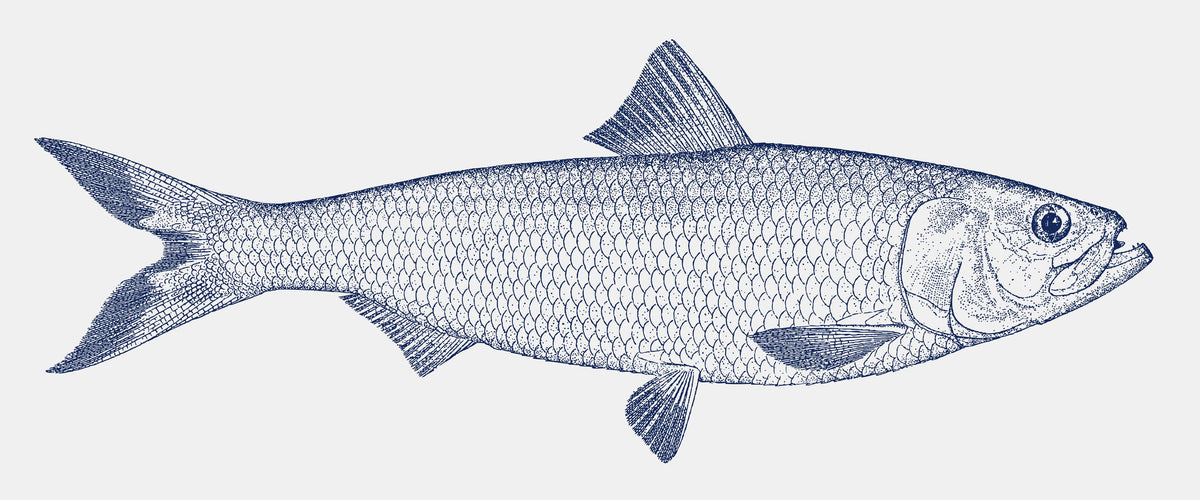 Skipjack Herring Mural Wallpaper - pure wallpaper artwork