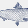 Skipjack Herring Mural Wallpaper - pure wallpaper artwork