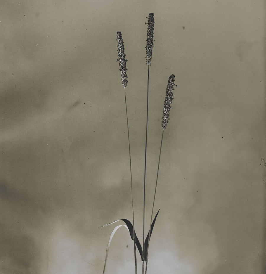 Glass Plate Botanical IV Mural Wallpaper
