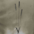 Glass Plate Botanical IV Mural Wallpaper - pure wallpaper artwork